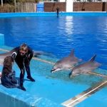 ¿Dónde hay delfines en España? 5