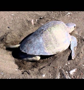 ¿Cuándo es el desove de las tortugas en Costa Rica? 1